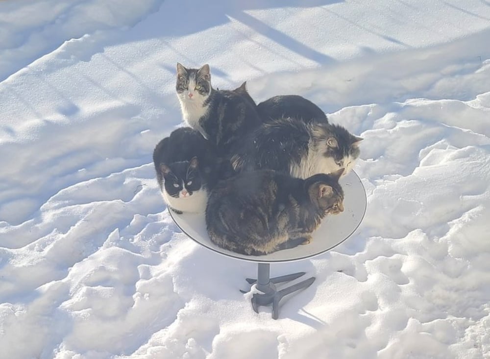 Episode 374 - Frozen Iguanas and Warm Dish Cats episode artwork