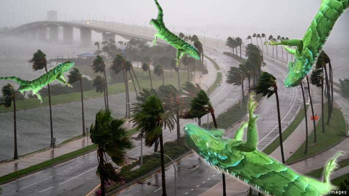 Episode 406 - A Hurricane of Iguanas episode artwork