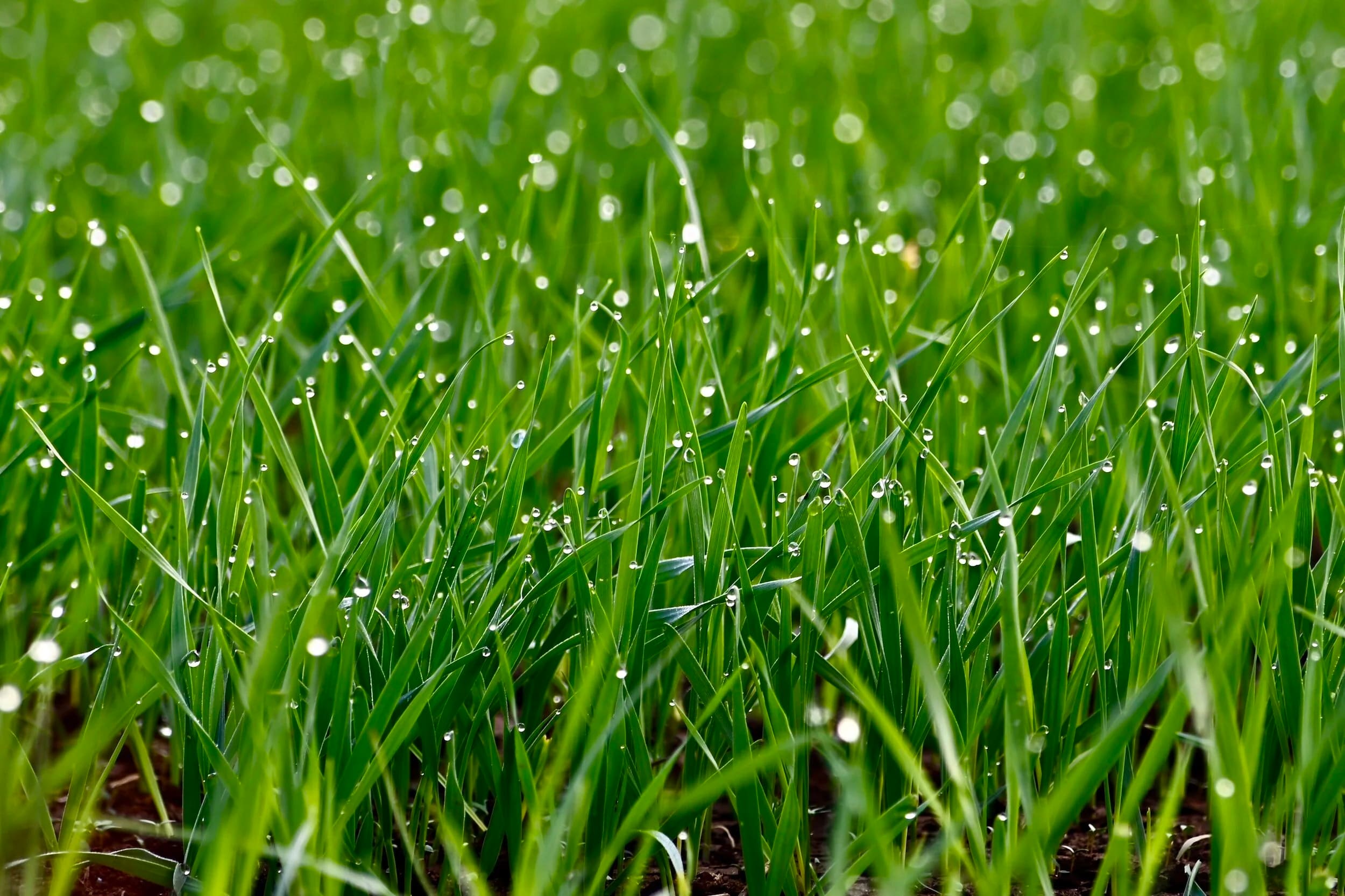 Episode 439 - Greener Grass through Science episode artwork